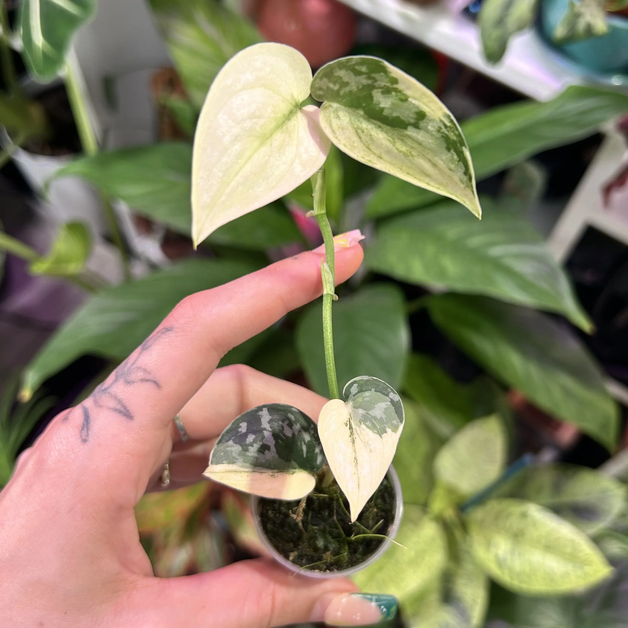 Anthurium renaissance 'variegata' - Semi-Hydro 10cm pot — Savage